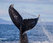 горбатый кит фото Максим Антипин