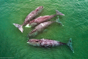 За китами на Шантарский архипелаг