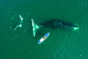 Шантарские острова: киты, медведи, косатки