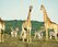 Giraffe and Zebra RWE Pearse