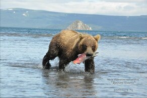 To the Kingdom of Salmon and Bear. Ecotour to the south of Kamchatka Peninsula